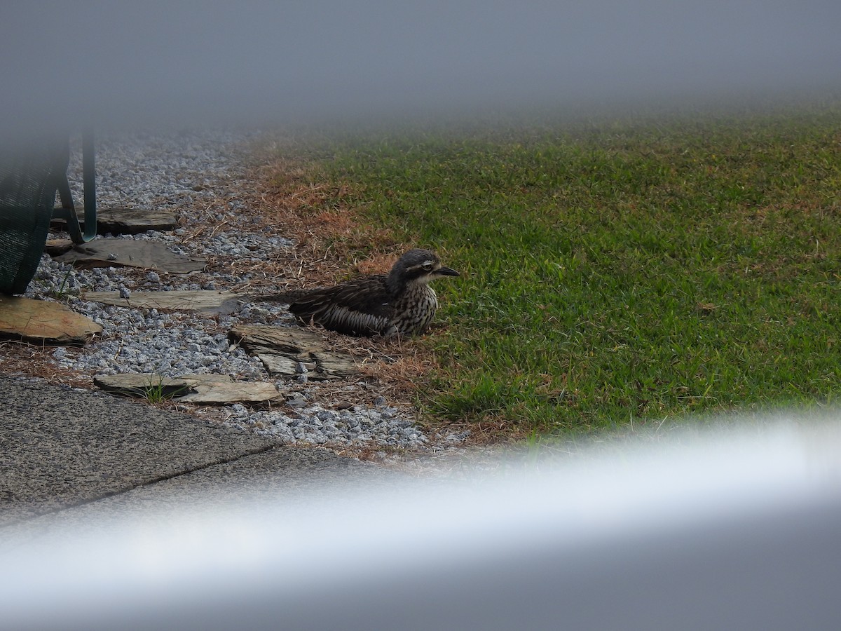 Bush Thick-knee - ML620722100