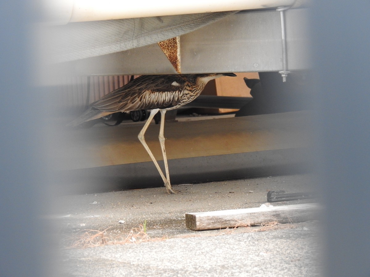 Bush Thick-knee - ML620722101