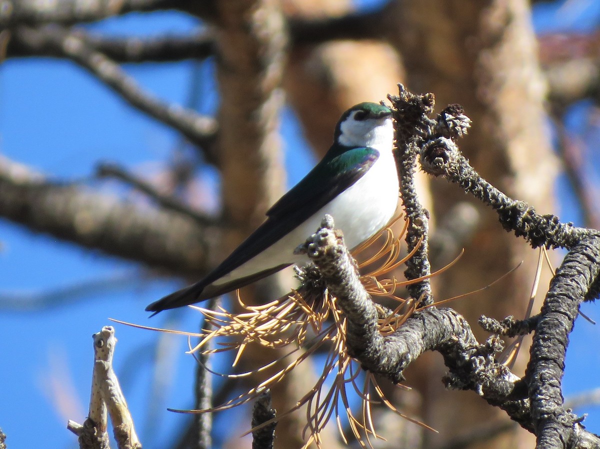 Violet-green Swallow - ML620722103