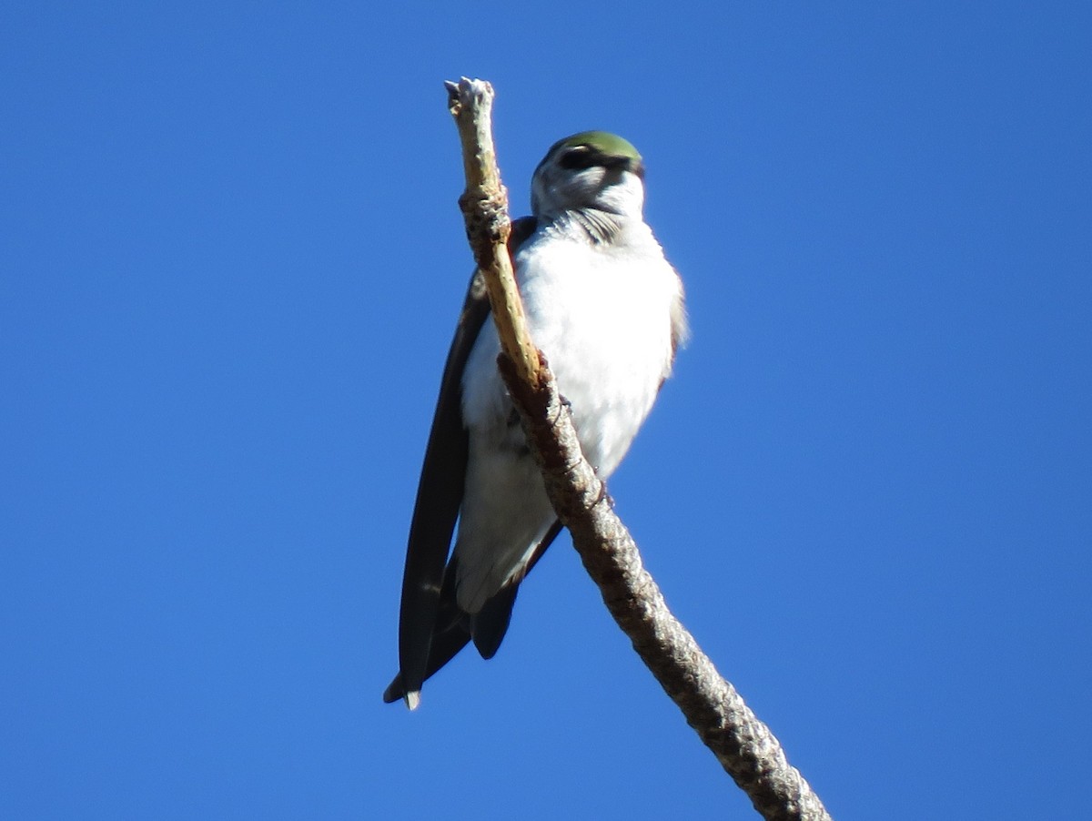 Violet-green Swallow - ML620722104