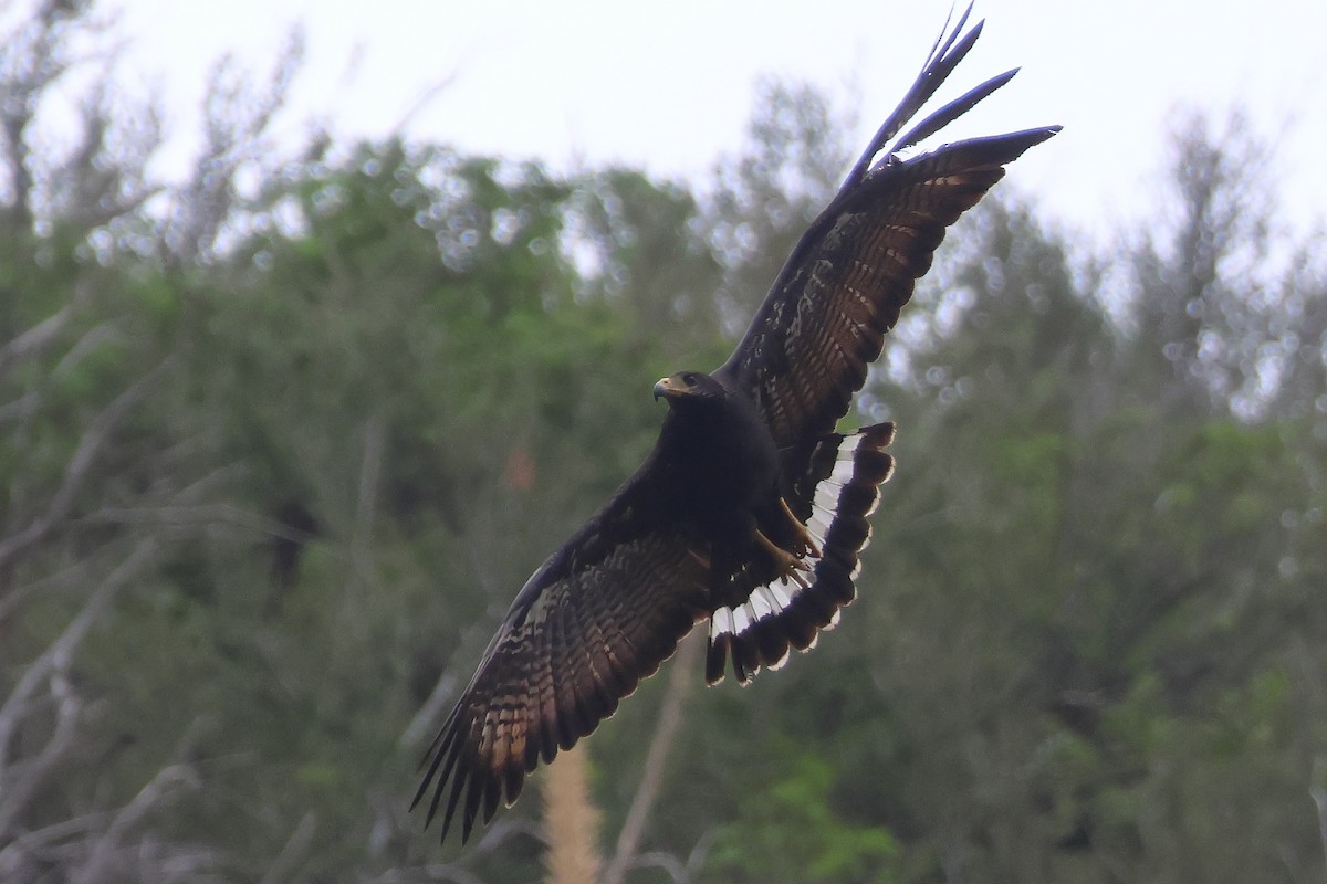 Common Black Hawk - ML620722112