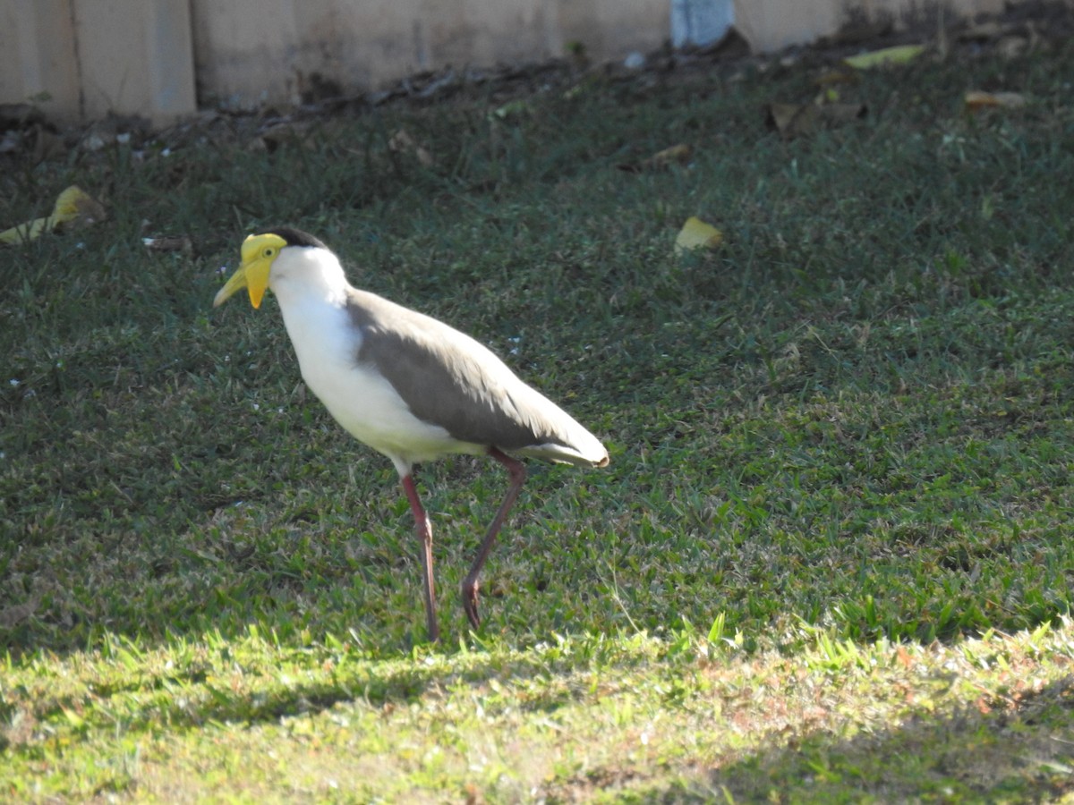 Masked Lapwing - ML620722116