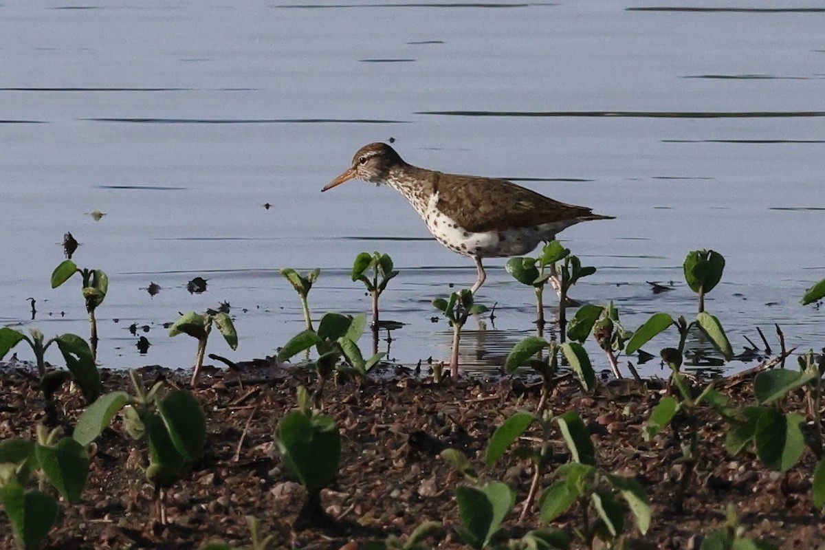 Spotted Sandpiper - ML620722117