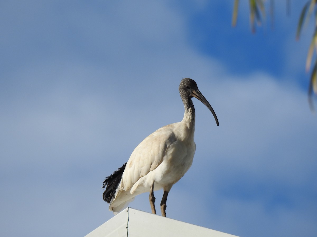 Australian Ibis - ML620722119