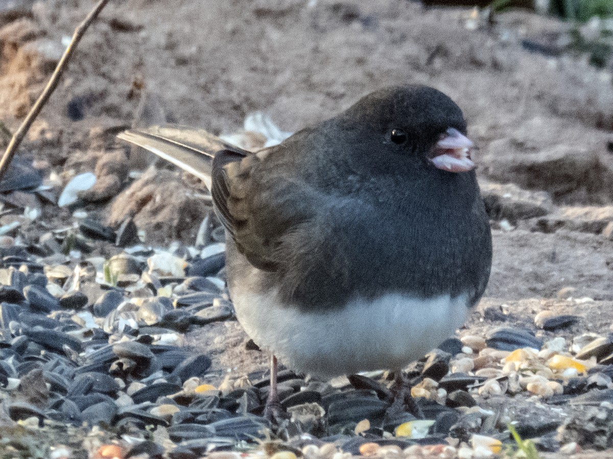 Dark-eyed Junco - ML620722120