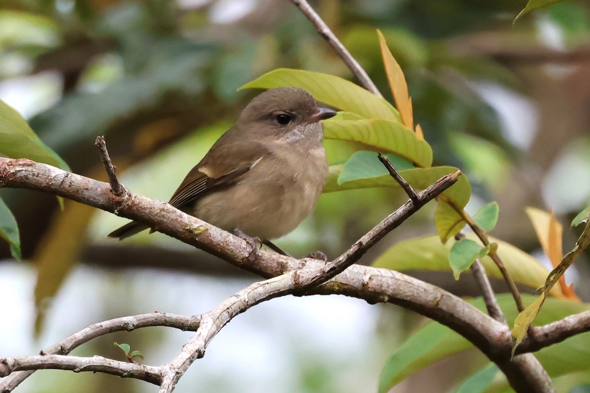 Golden Whistler - ML620722122