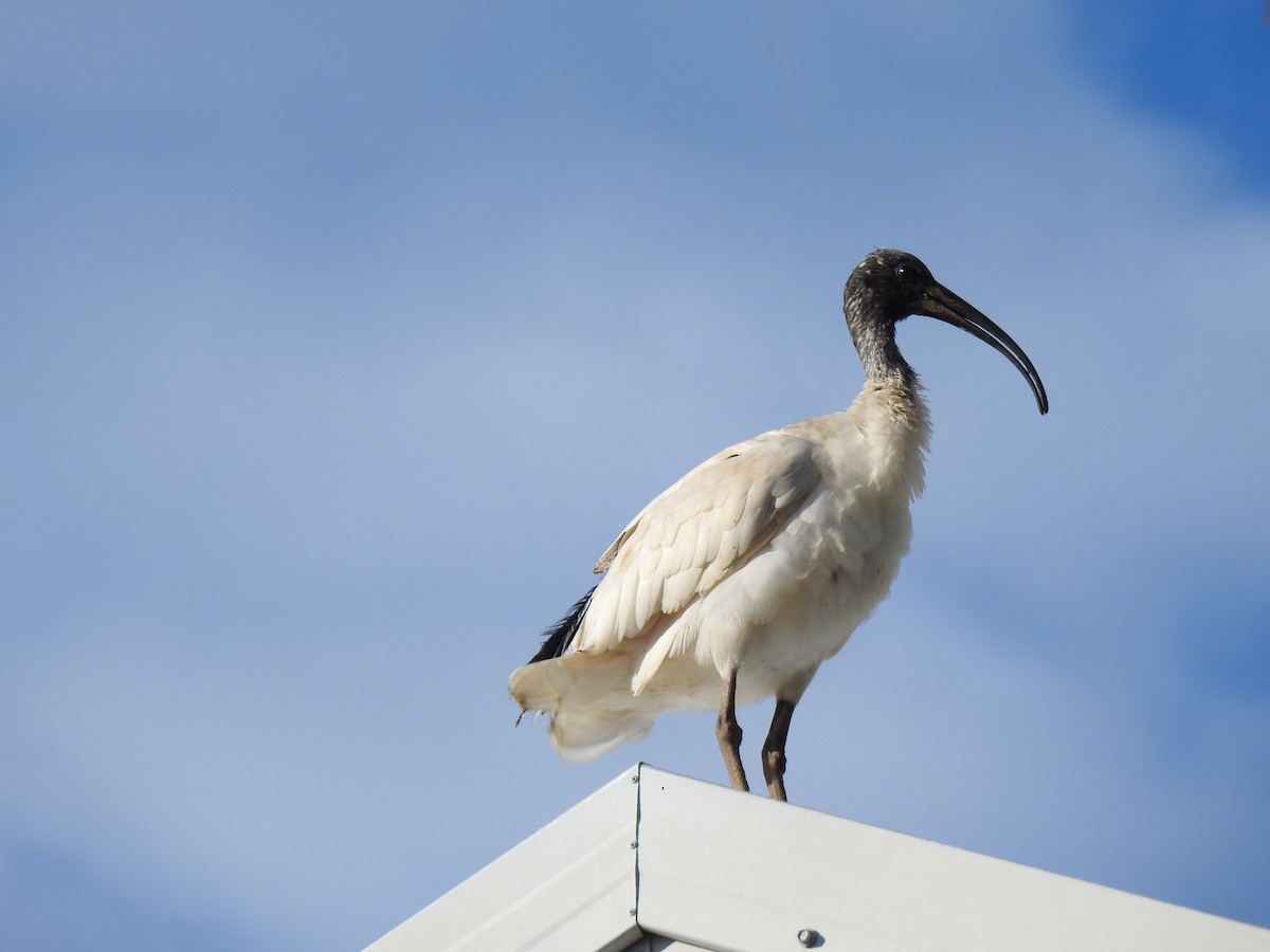 Australian Ibis - ML620722123