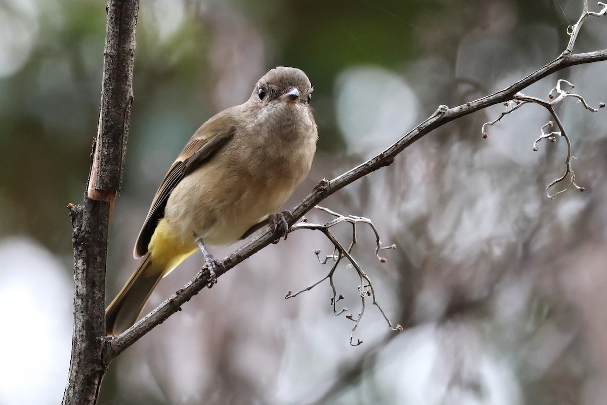 Golden Whistler - ML620722124