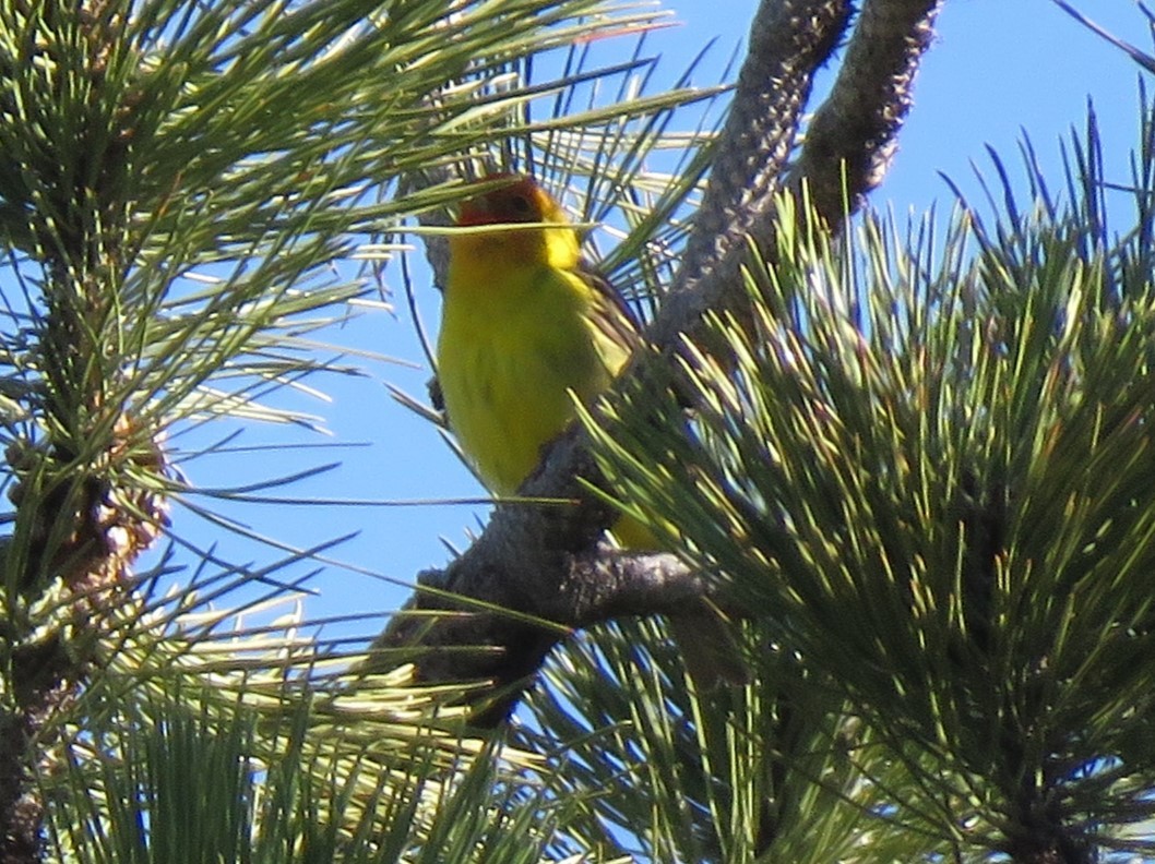 Western Tanager - James Nelson