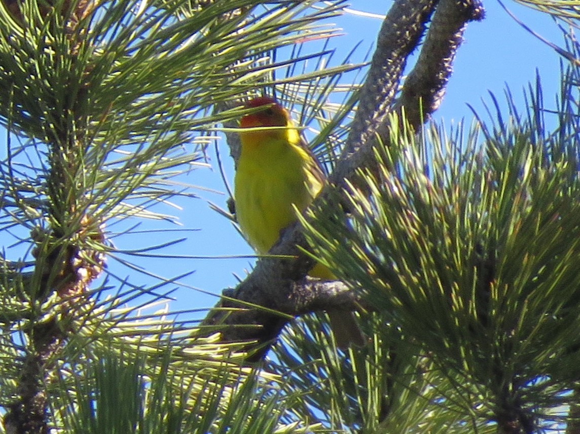 Western Tanager - ML620722138