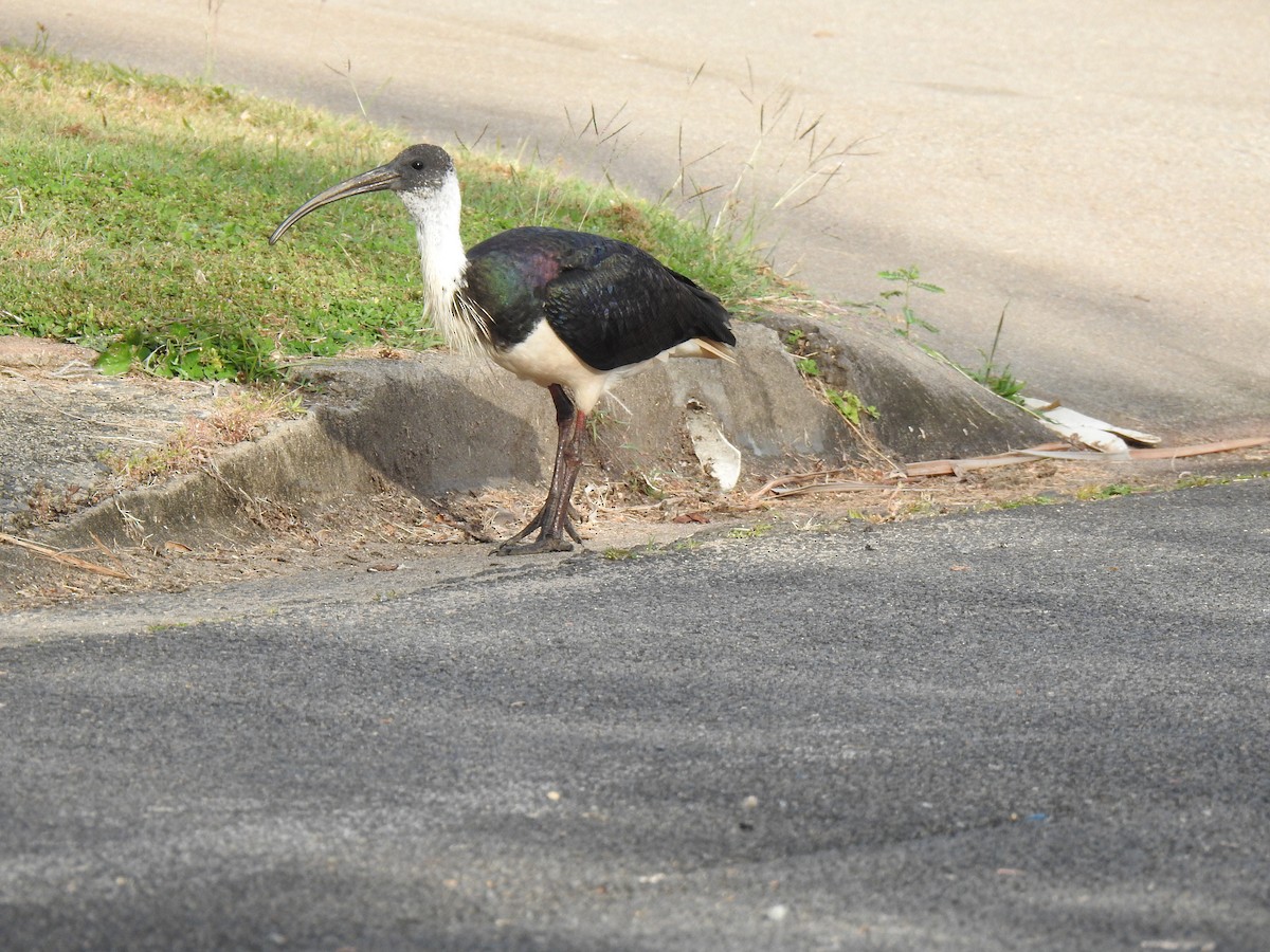 ibis slámokrký - ML620722139
