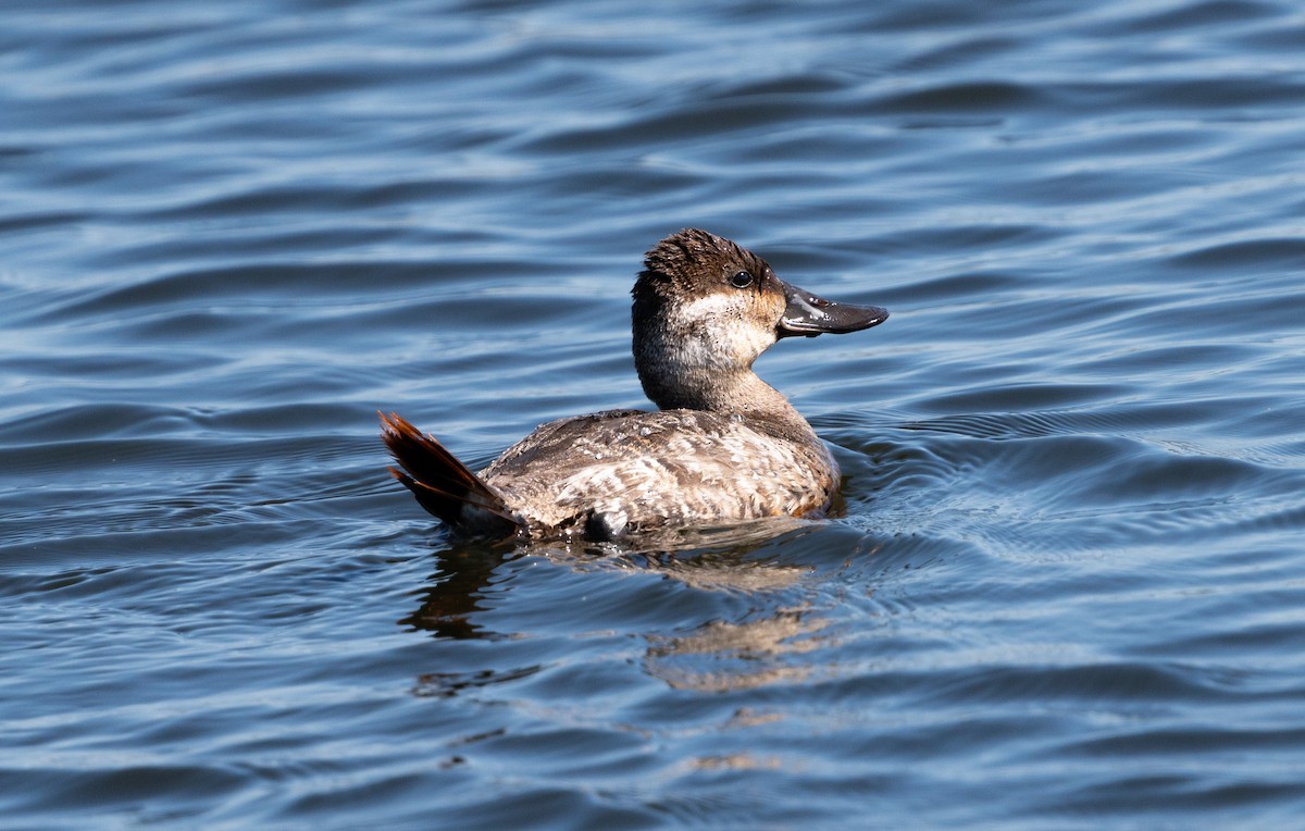 Ruddy Duck - ML620722144