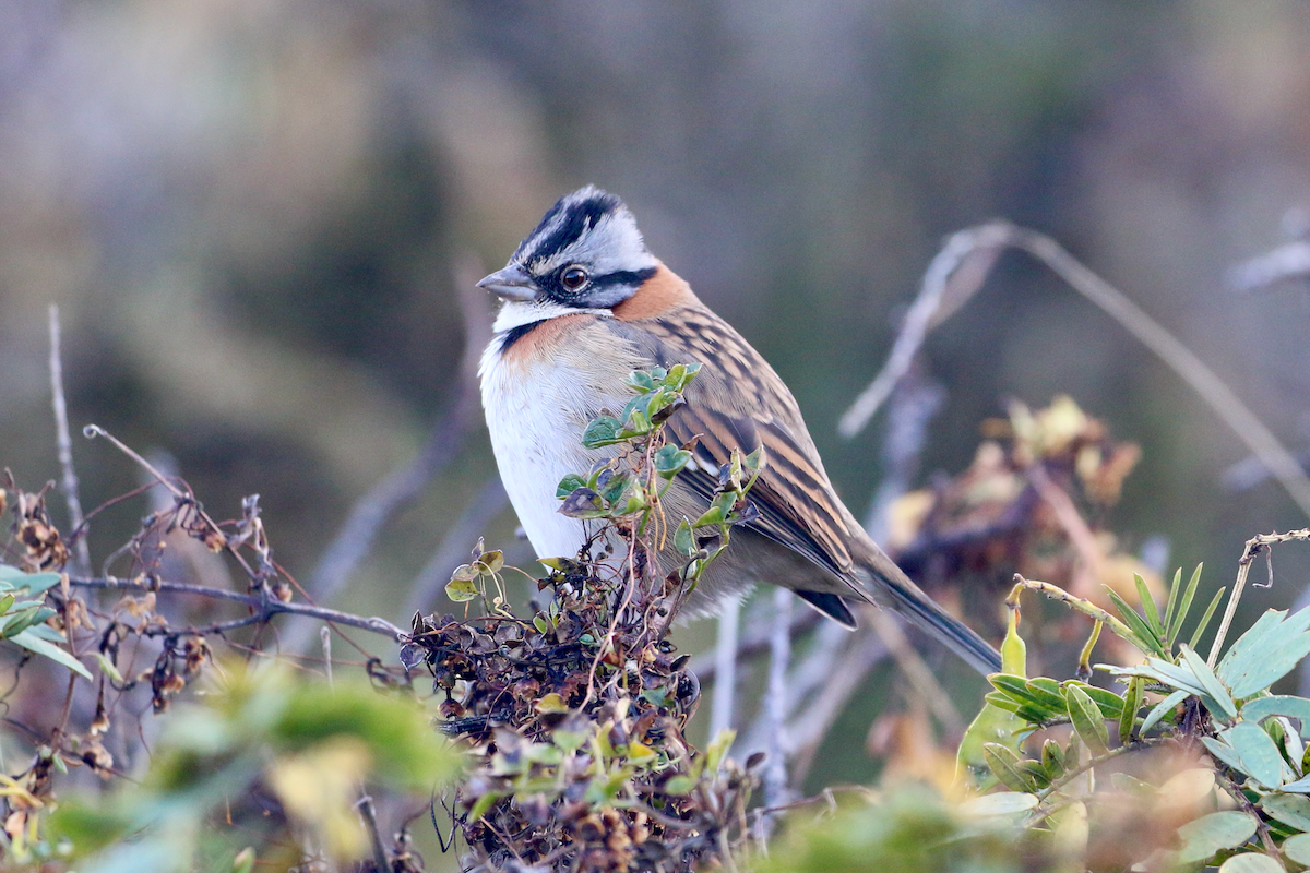 Rufous-collared Sparrow - ML620722146