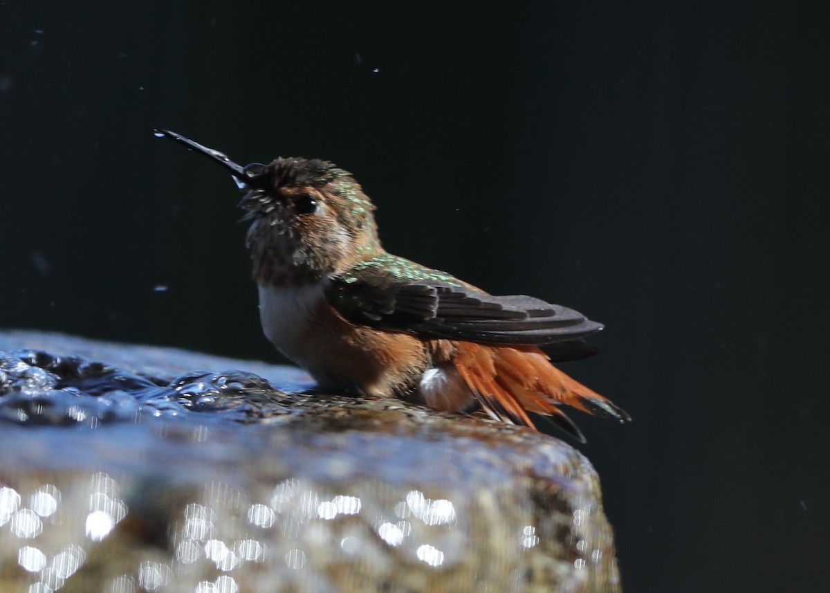 Allen's Hummingbird - ML620722151