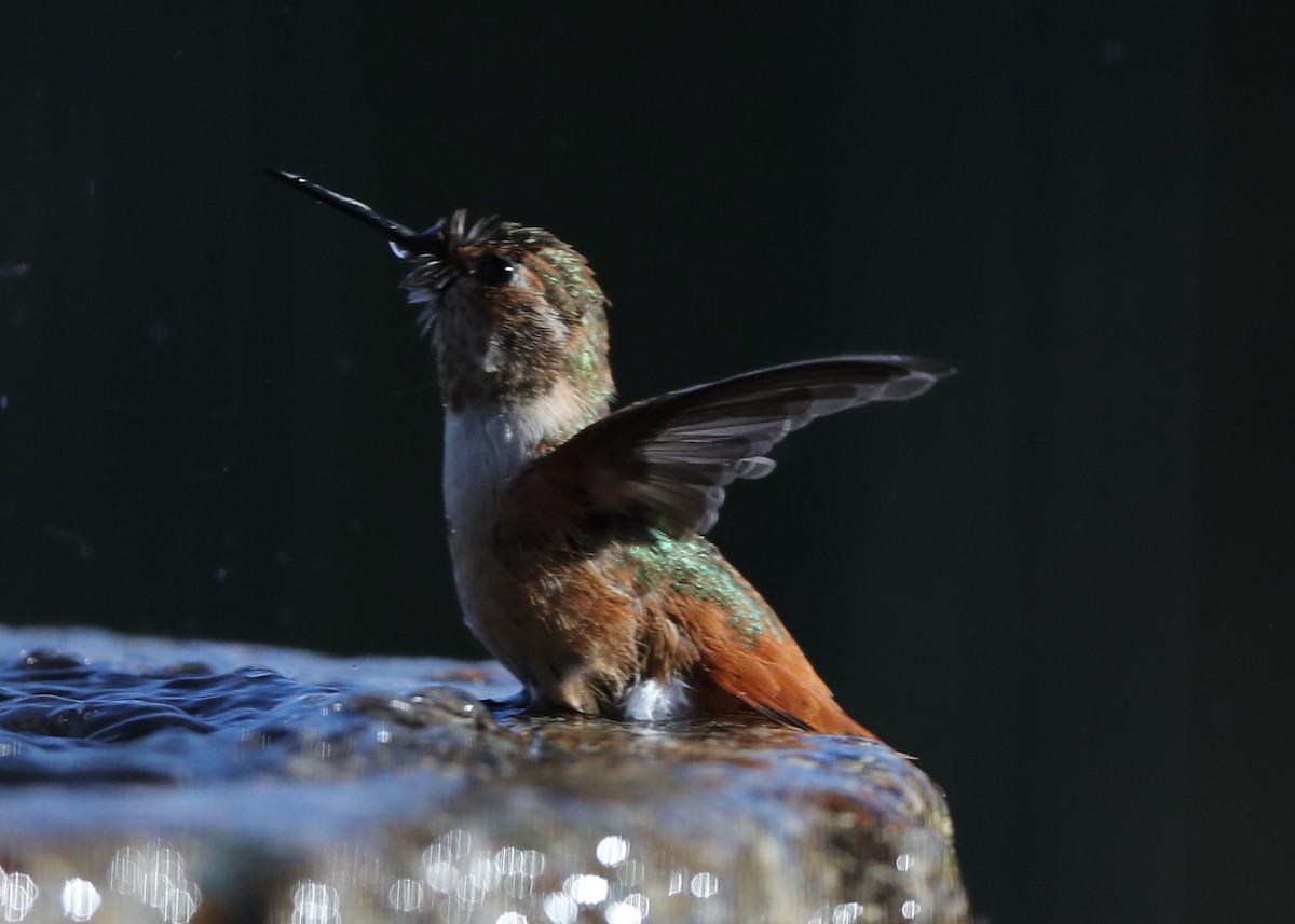 Allen's Hummingbird - ML620722152