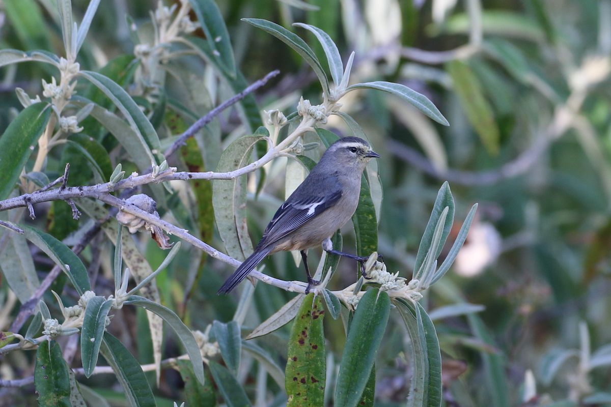 Cinereous Conebill - ML620722156