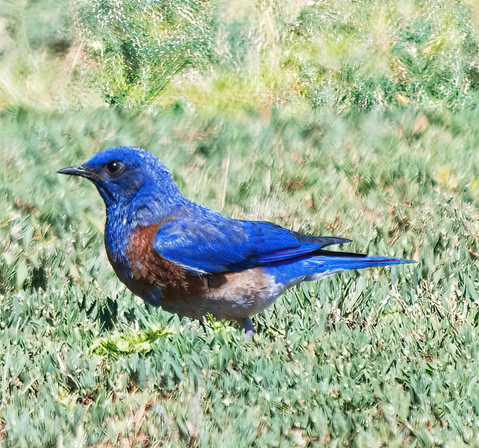 Western Bluebird - DAB DAB