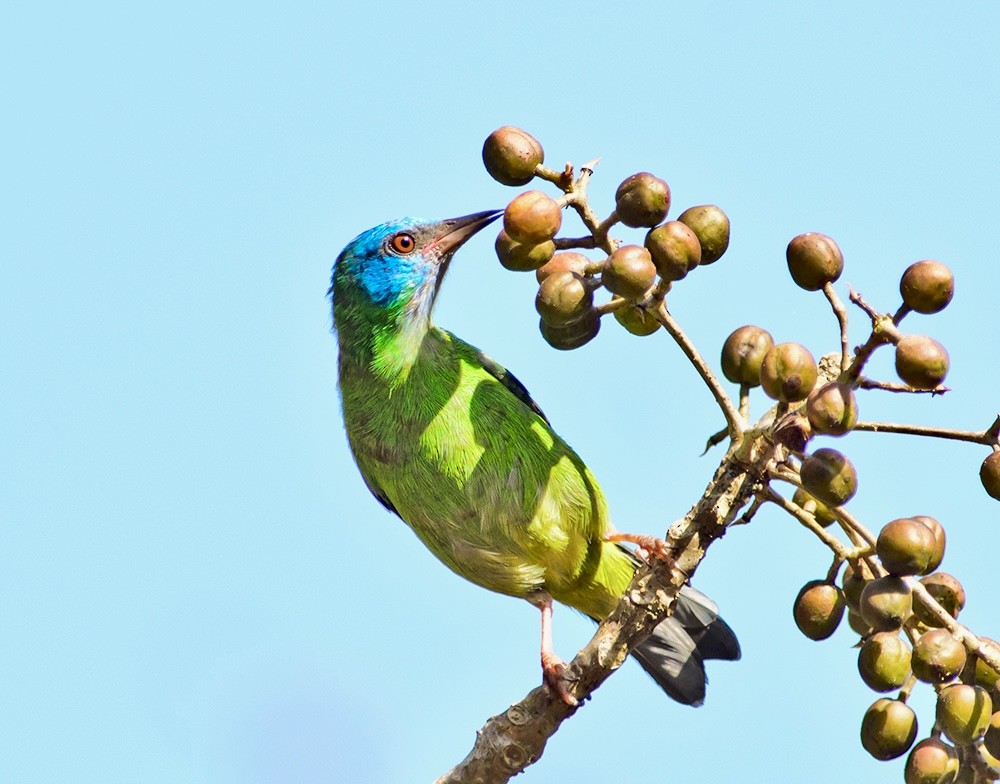 Blue Dacnis - ML620722160