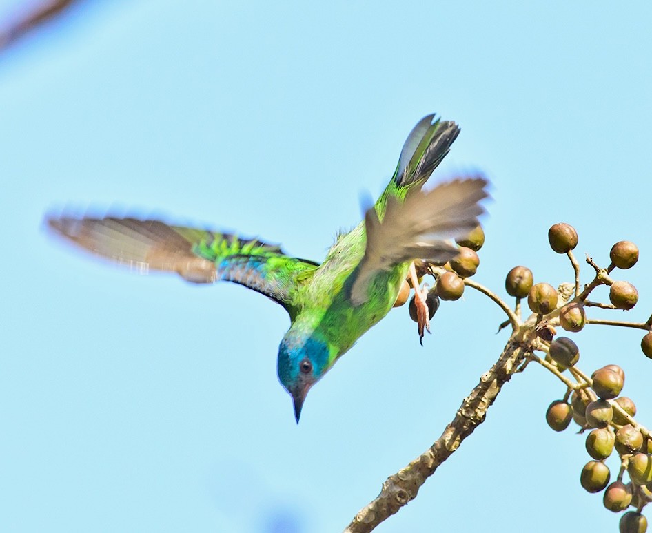 Blue Dacnis - jianping dong