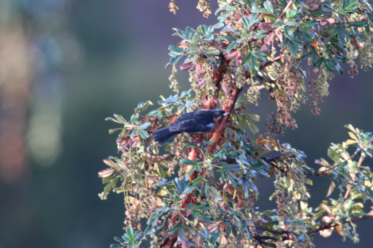 svartstrupeblomsterborer - ML620722166