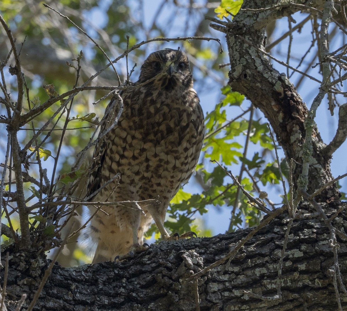 Red-shouldered Hawk - ML620722168