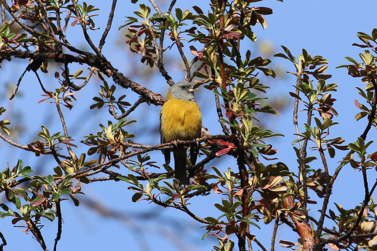 Peruvian Sierra Finch - ML620722173