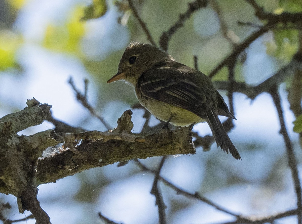 Western Flycatcher - ML620722174