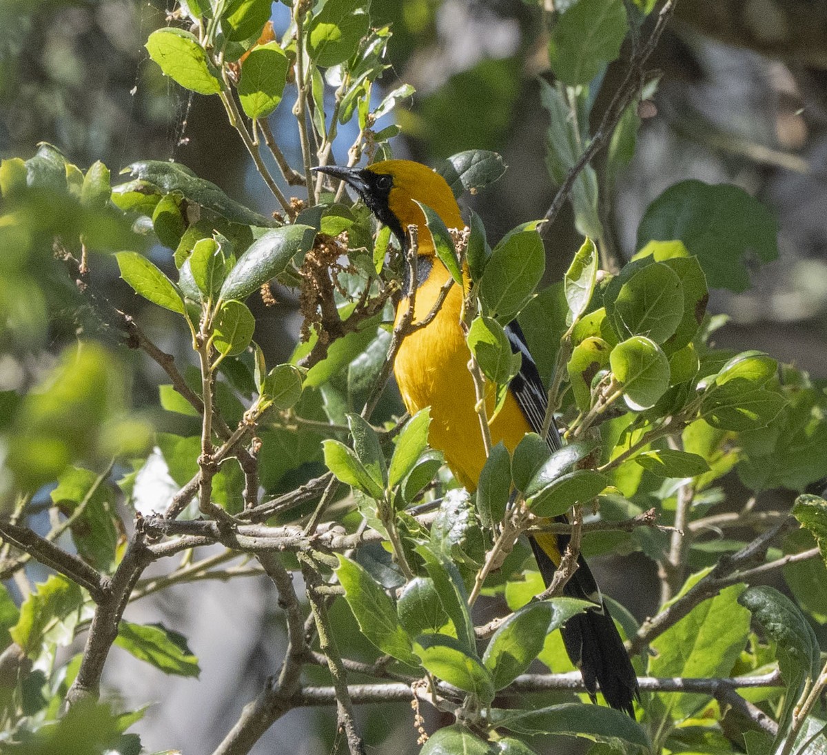 Oriole masqué - ML620722184