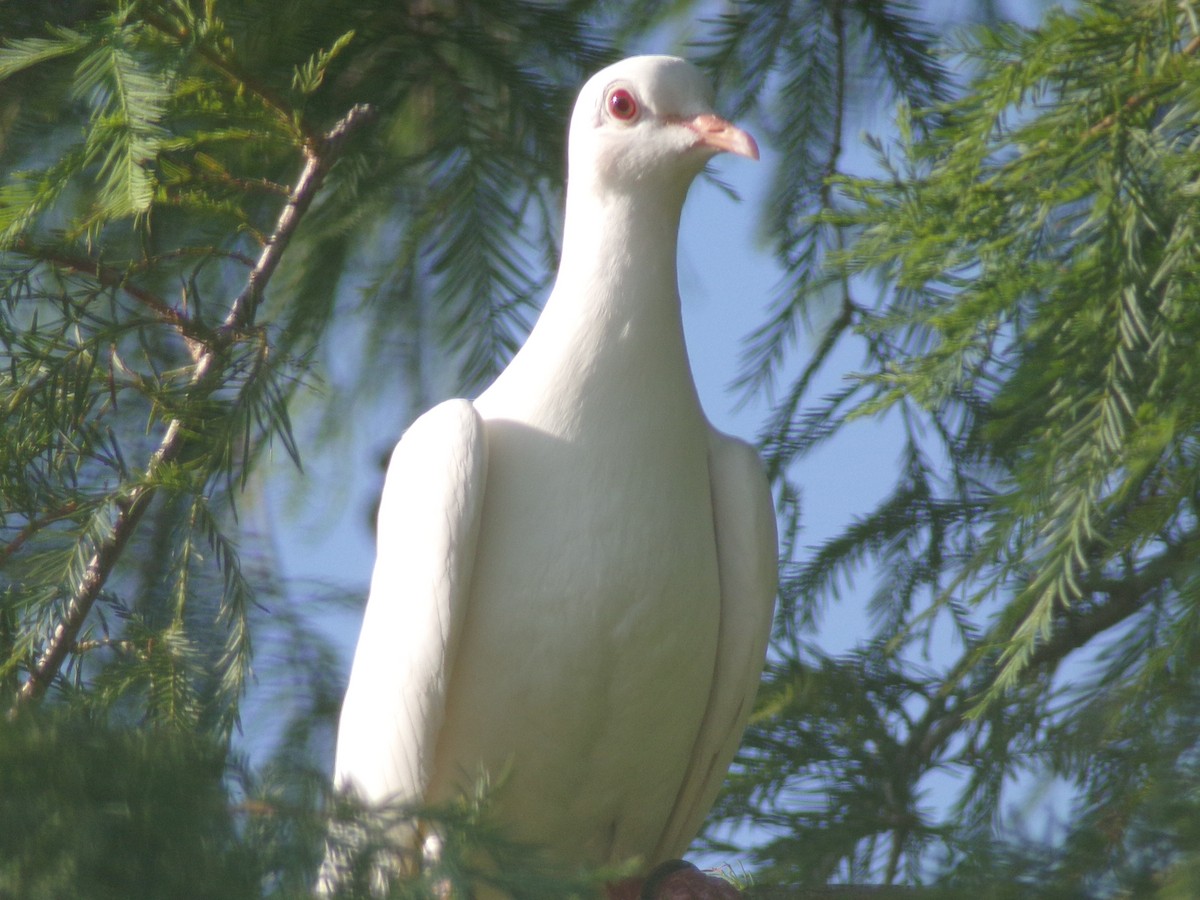 Pigeon biset (forme domestique) - ML620722191