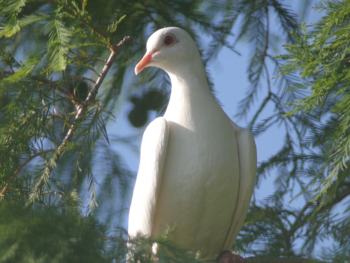 Rock Pigeon (Feral Pigeon) - ML620722192