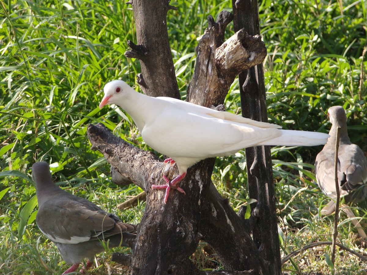 Rock Pigeon (Feral Pigeon) - ML620722194