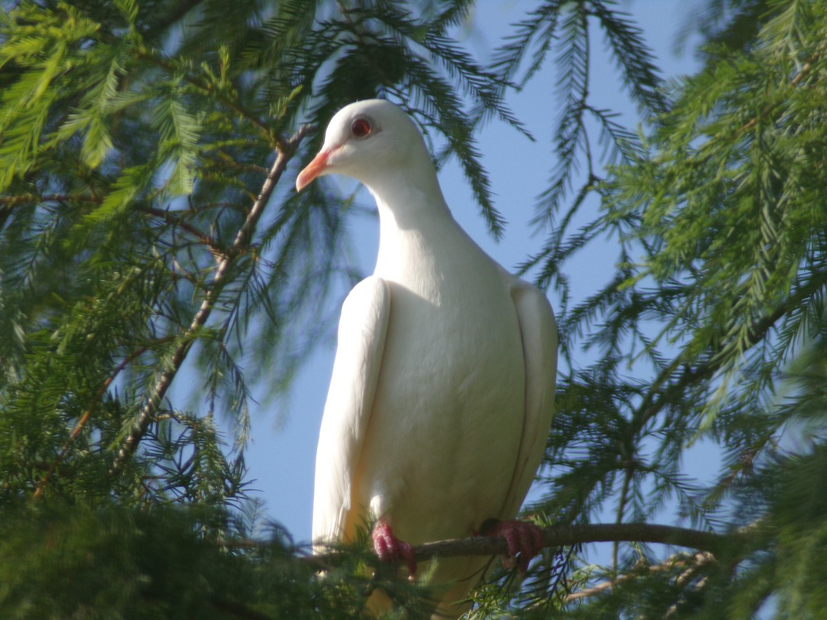 Rock Pigeon (Feral Pigeon) - ML620722200