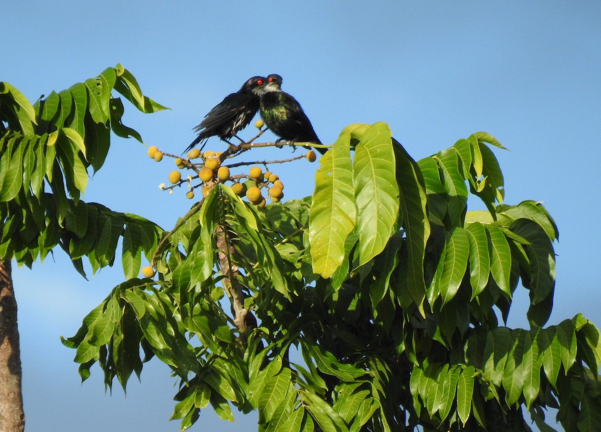 Metallic Starling - ML620722201