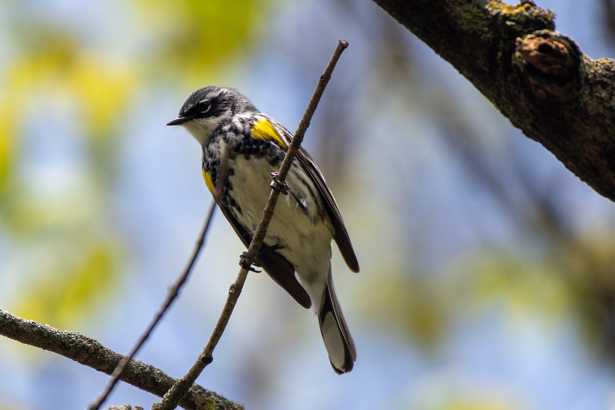 Reinita Coronada (coronata) - ML620722203