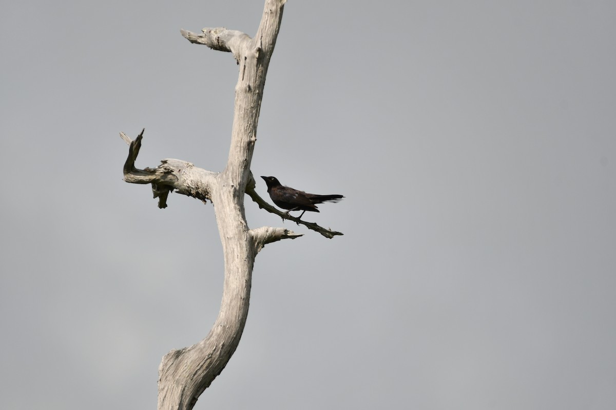 Common Grackle - ML620722205