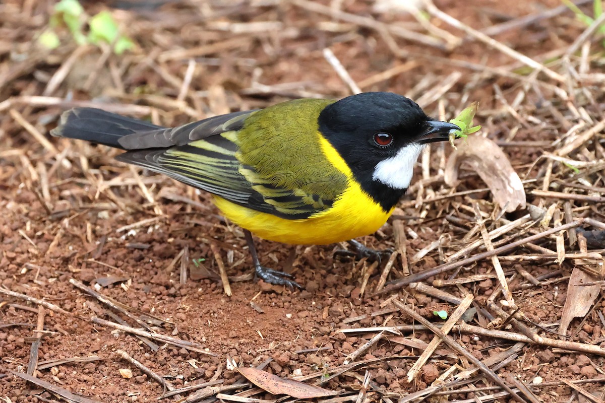 Golden Whistler - ML620722209