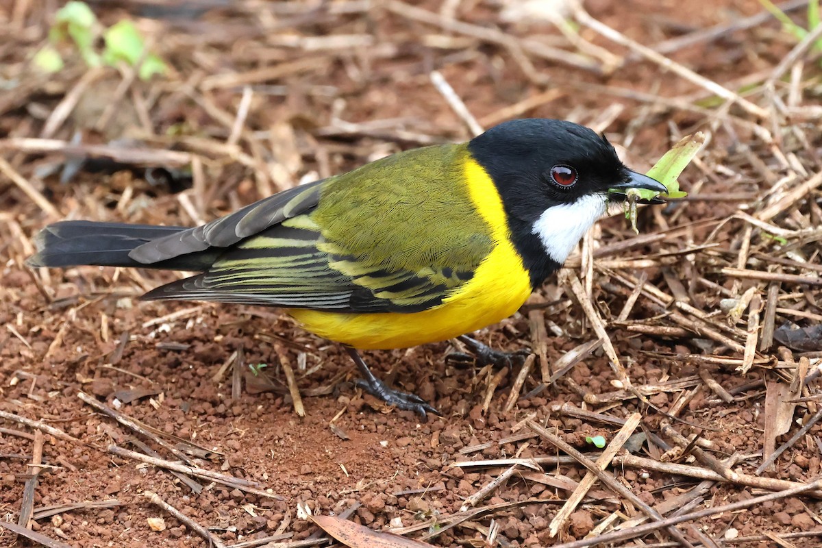 Golden Whistler - ML620722213