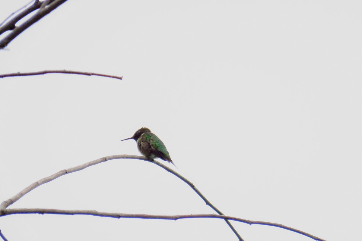 Ruby-throated Hummingbird - ML620722214
