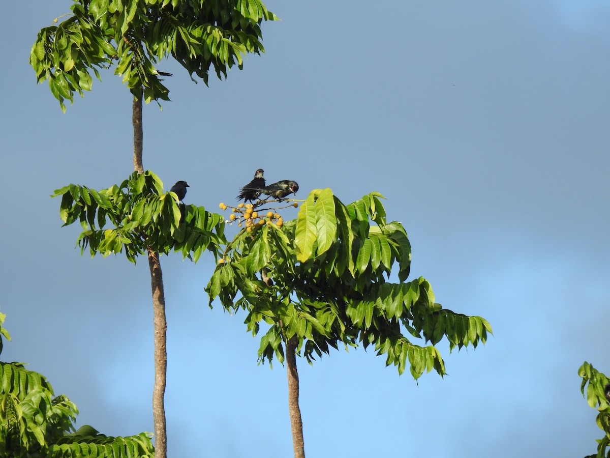 Metallic Starling - ML620722215