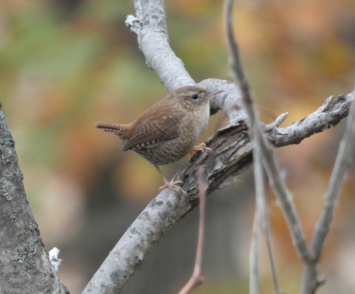 Winter Wren - ML620722218