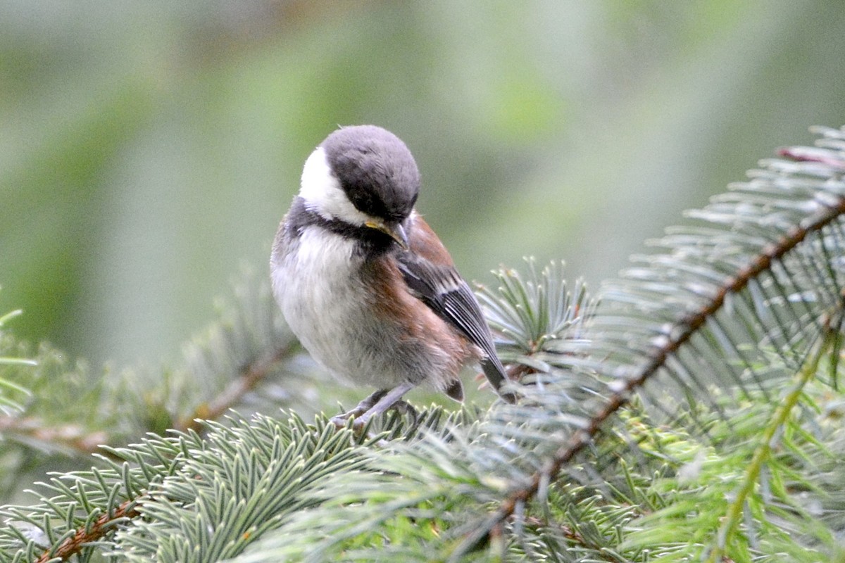 Chestnut-backed Chickadee - ML620722220