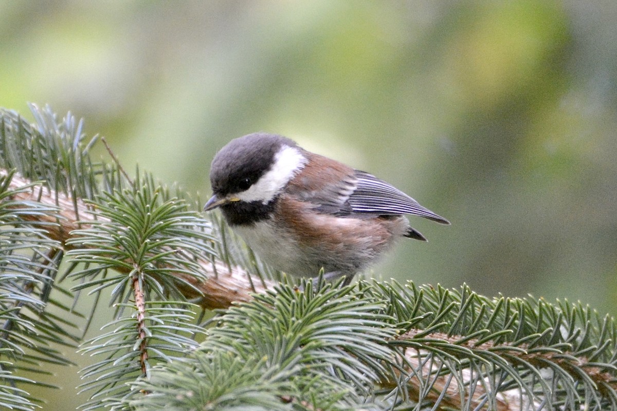 Chestnut-backed Chickadee - ML620722221