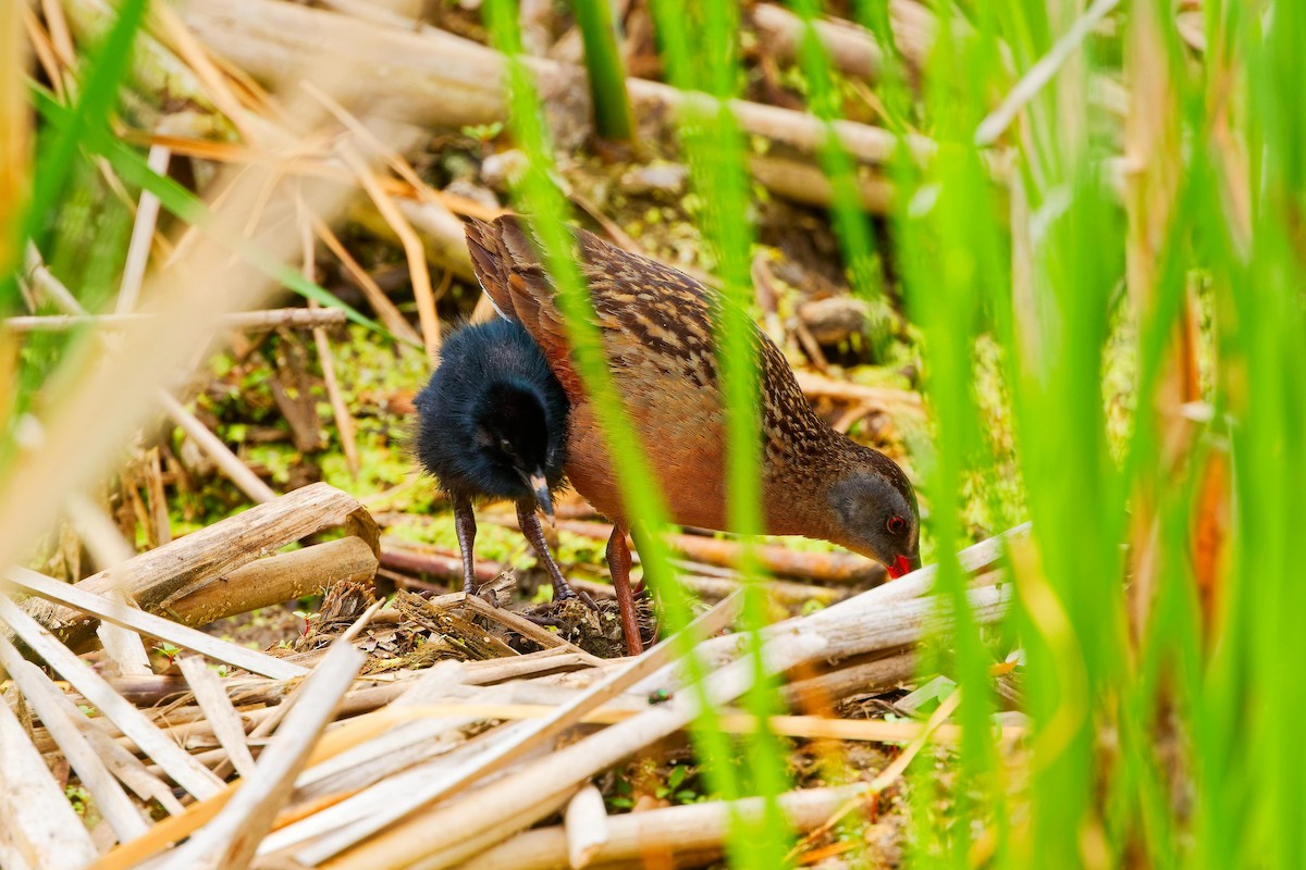 Virginia Rail - Darry W.