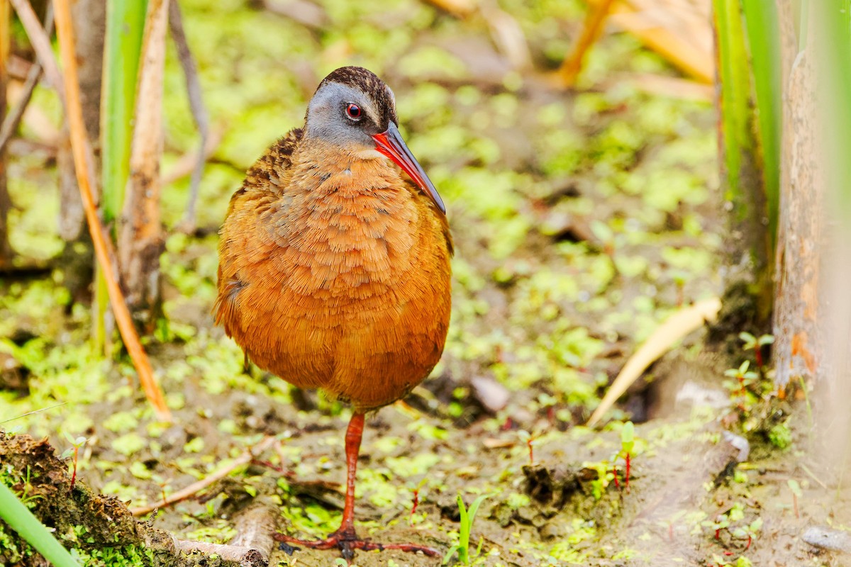 Virginia Rail - ML620722247