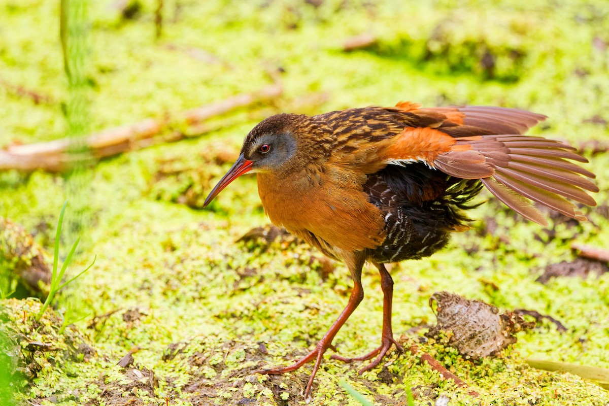 Virginia Rail - Darry W.