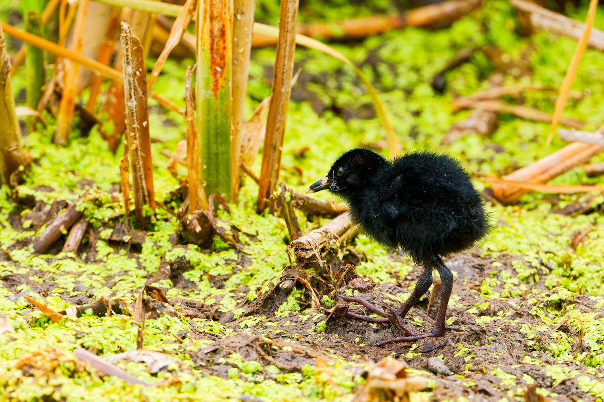 Virginia Rail - ML620722249