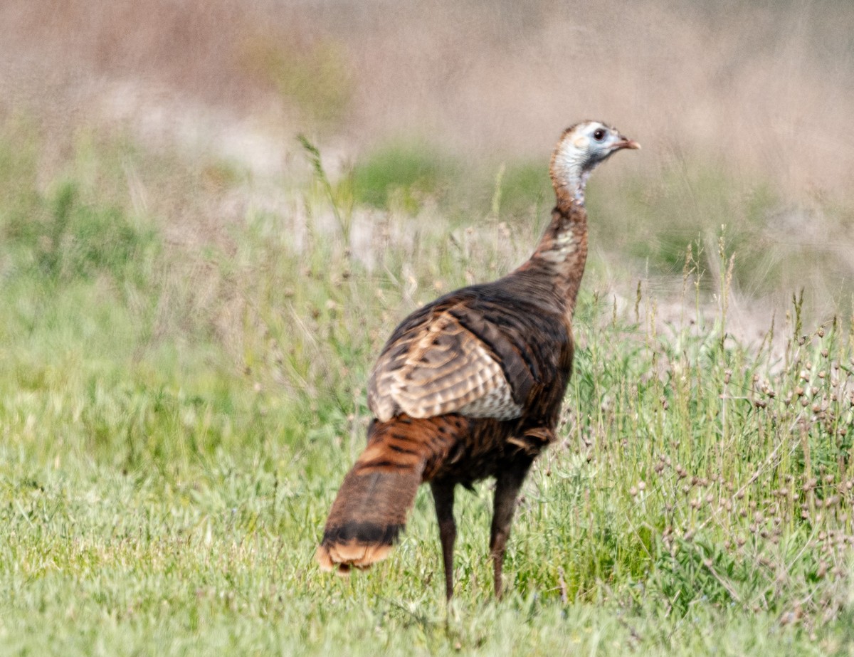 Wild Turkey - ML620722250