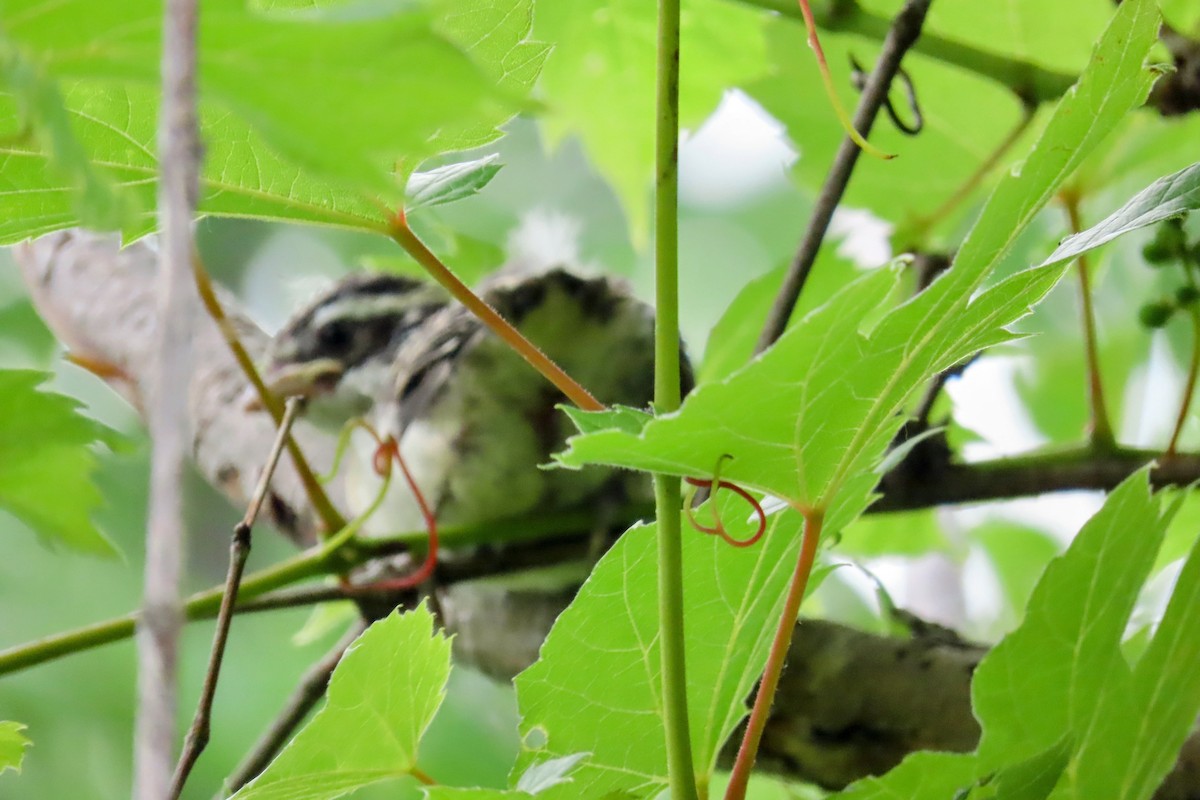 Rose-breasted Grosbeak - ML620722251