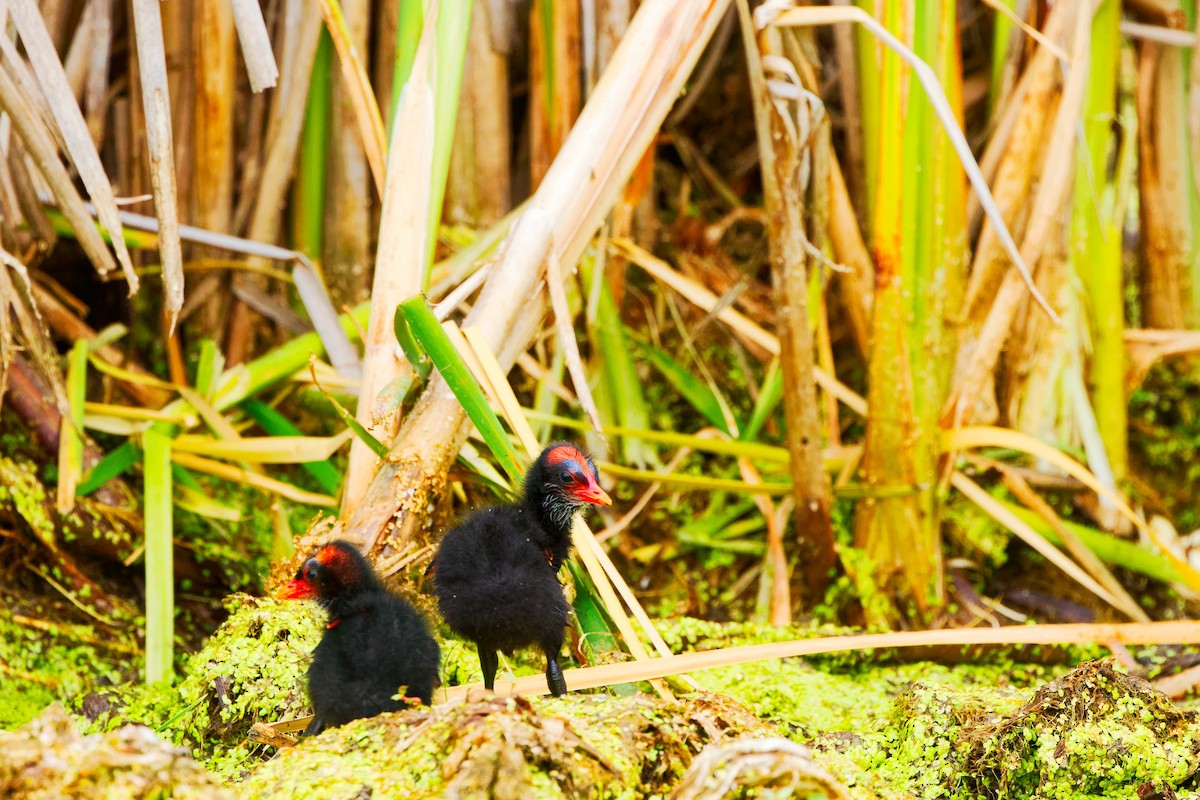 Common Gallinule - ML620722253