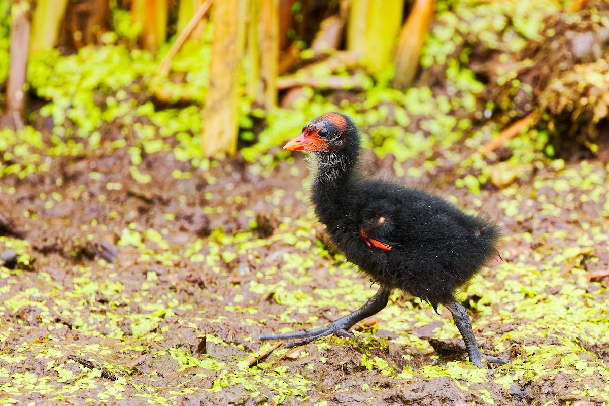 Common Gallinule - ML620722254